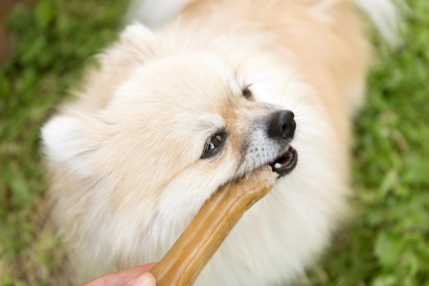 Pommeren hond kauwen een bot op groen gras achtergrond