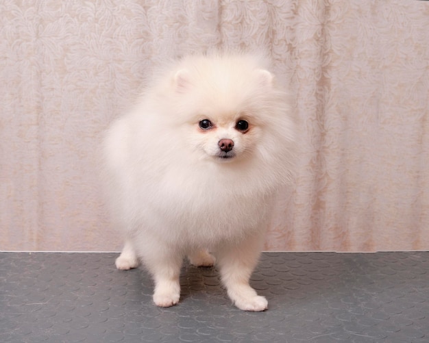 Pommeren hond op de trimtafel na het trimmen