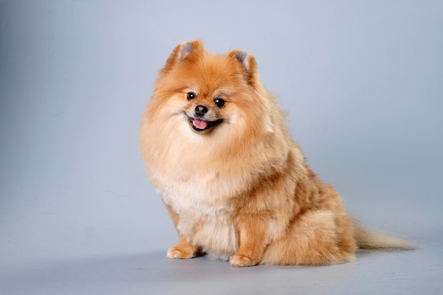 Pommeren hond van rode kleur met een mooie snuit
