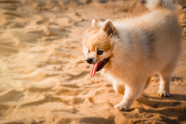 Foto pommeren hond wandelen op het strand