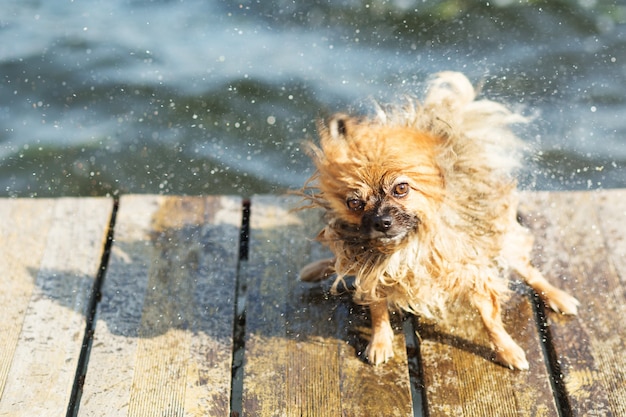 Pommeren hond water afschudden. Pommeren schudt water uit zijn vacht