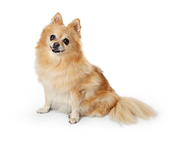 Pommeren hond zittend op wit camera kijken