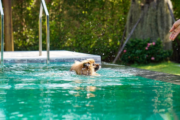 Foto pommeren hond zwemt 's middags in het groene zwembad met waterplons