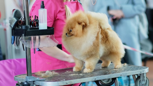 Pommeren Pommeren tijdens een knipbeurt op tafel in de salon voor dieren