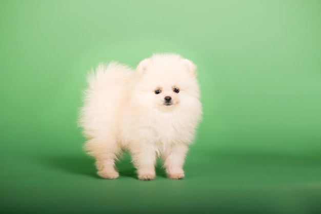 Pommeren puppy op een groene achtergrond