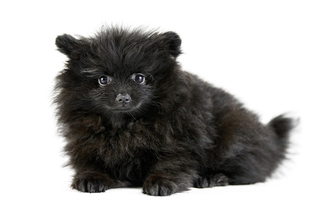 Pommeren puppy Spitz, geïsoleerd. Schattige zwarte Pommeren