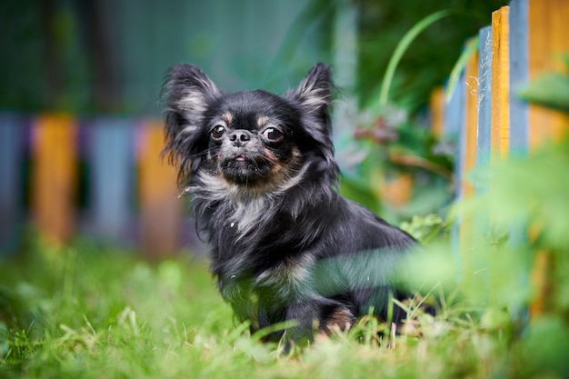 Pommeren Spitz hond buiten