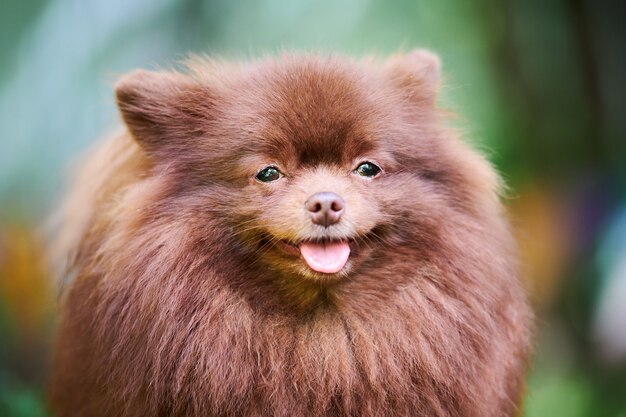 Pommeren spitz hond in de tuin, close-up gezicht portret. schattige bruine pommeren puppy op wandeling. gezinsvriendelijke grappige spitz pom hond, groen gras achtergrond.