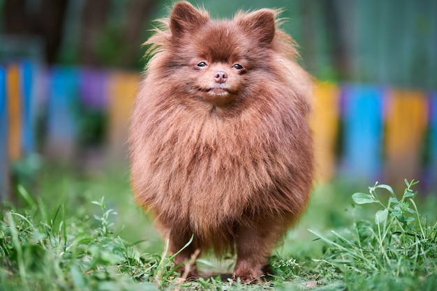 Pommeren Spitz hond in de tuin. Schattige bruine Pommeren puppy op wandeling.