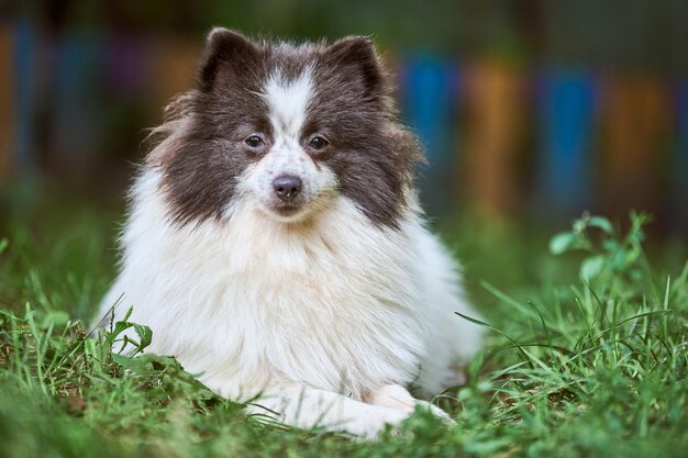 Pommeren Spitz hond in de tuin. Schattige Pommeren puppy op wandeling