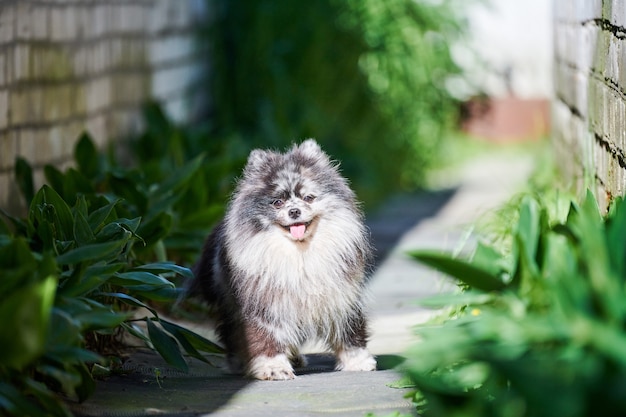 Pommeren Spitz hond in tuin gras. Schattige Pommeren puppy op wandeling. Grappige gezinsvriendelijke Spitz pom hond.