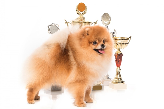 Pommeren spitz hond met winnaar bekers