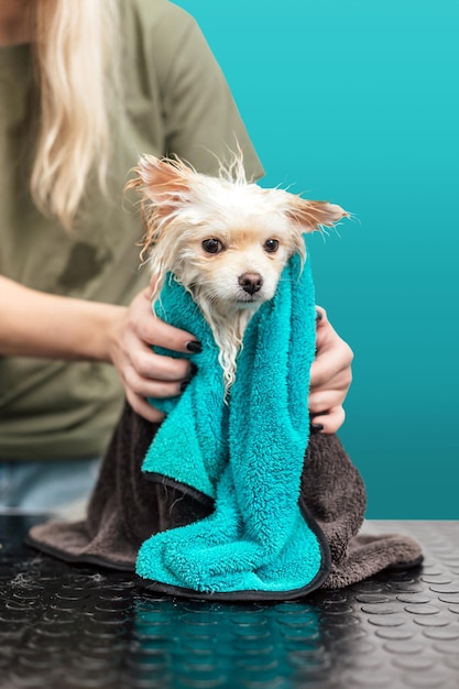 Pommeren spitz in handdoek na het baden geïsoleerd op cyaan achtergrond