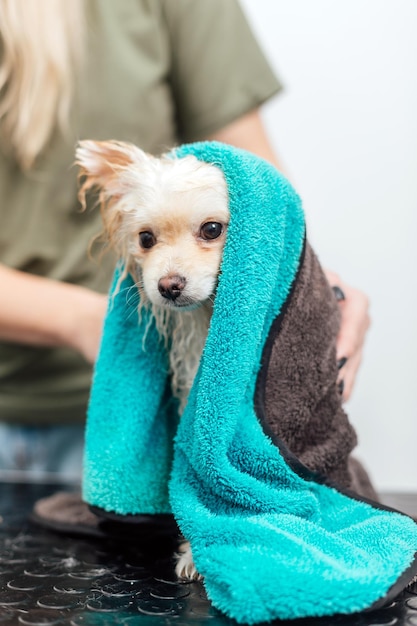 Pommeren spitz in handdoek na het baden geïsoleerd op cyaan achtergrond