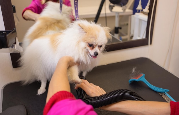 Pommeren spitz in hondensalon. Vrouwelijke handen met föhn op schattige hond in salon.