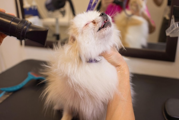 Pommeren spitz in hondensalon Vrouwelijke handen met föhn op schattige hond in salon