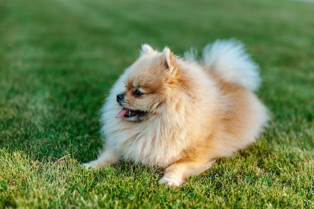 Pommeren Spitz ligt op het gras soft focus