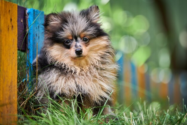 Pommeren Spitz puppy in de tuin. Schattige Pommeren hond op wandeling.