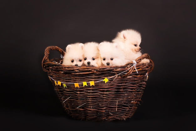 Pommeren Spitz puppy op een zwarte achtergrond