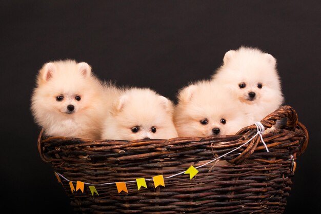 Pommeren Spitz puppy op een zwarte achtergrond