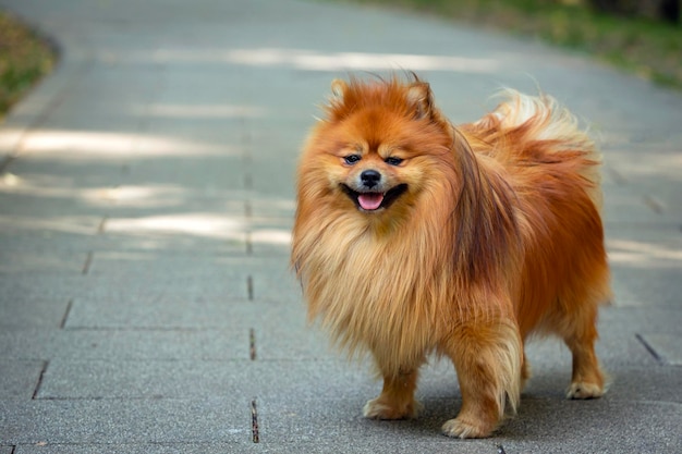 Pommeren - Spitz-type hondenras wandelingen in het park..