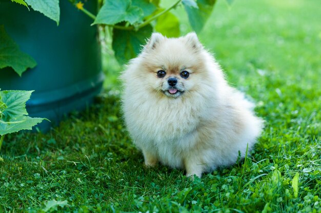 Pommeren Spitz zit op gras close-up