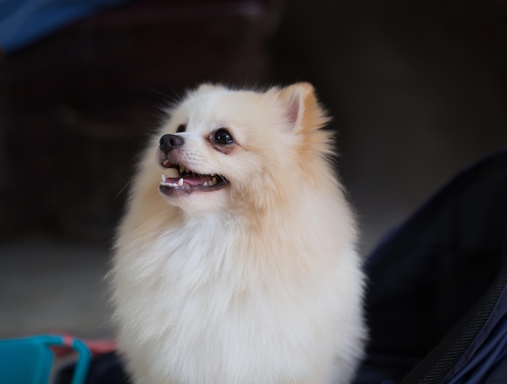 Pommeren witte hond