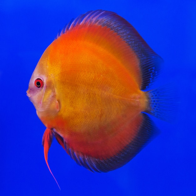 Pompadour (Discus) vis in een aquarium