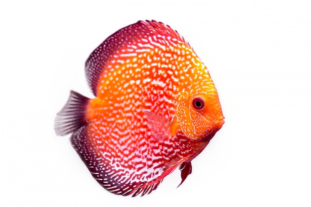 Pompadour or symphysodon fish