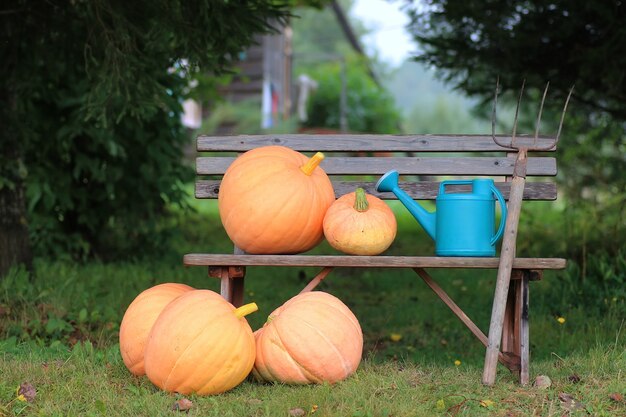 Pompoen buiten natuur herfst