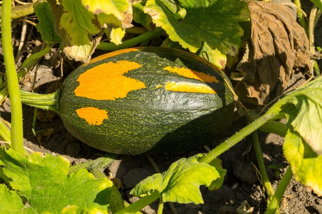 Pompoen in de tuin