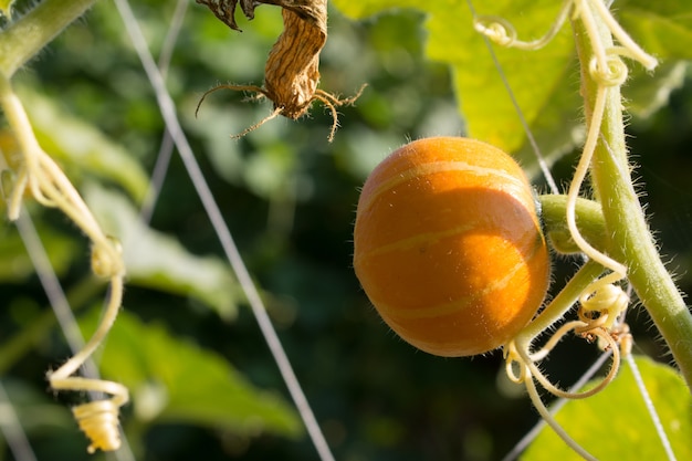 Pompoen in veld met groene bladeren