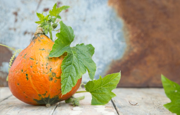 Pompoen Met Bladeren En Bloem