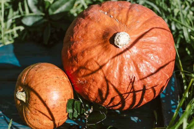 Pompoen met herfstbladeren in het gras