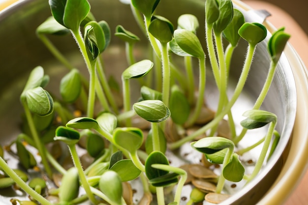 Pompoen microgreens. kiemende microgreens.