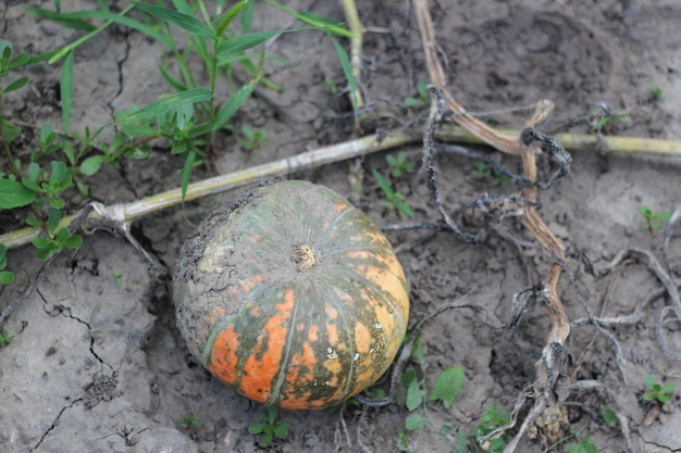 Pompoen op de tuin tussen het gebladerte uitzicht van bovenaf oogsten