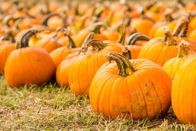 Pompoen patch op zonnige herfstdag.