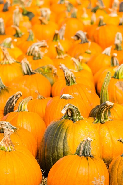 Pompoen patch op zonnige herfstdag.