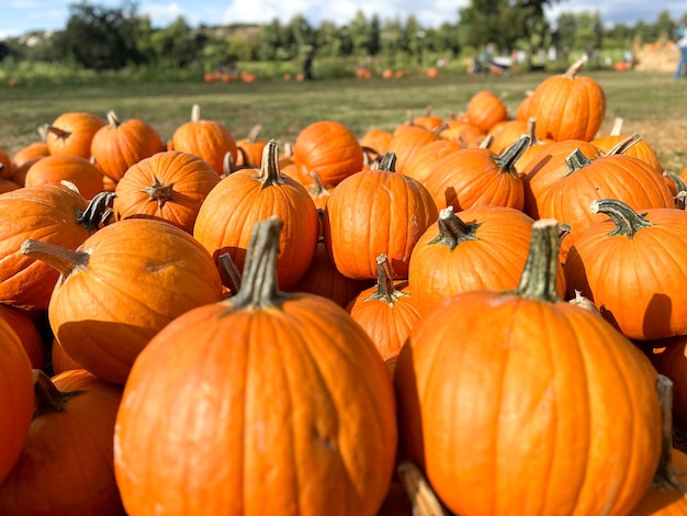 Pompoen stengels in het veld tijdens de oogst in de herfst halloween voorbereiding Amerikaanse boerderij