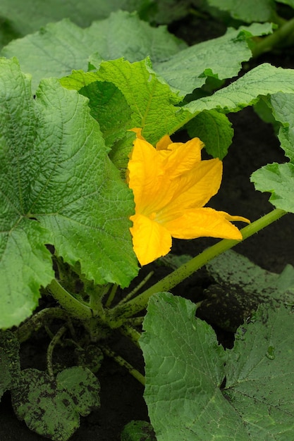 Pompoenbloemen in de tuin