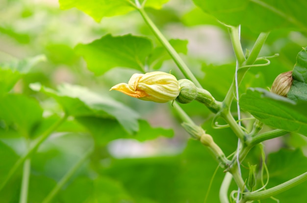 Pompoenbloesem van Butternut