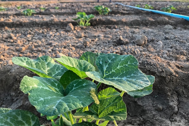 Pompoenboom groeien in de tuin