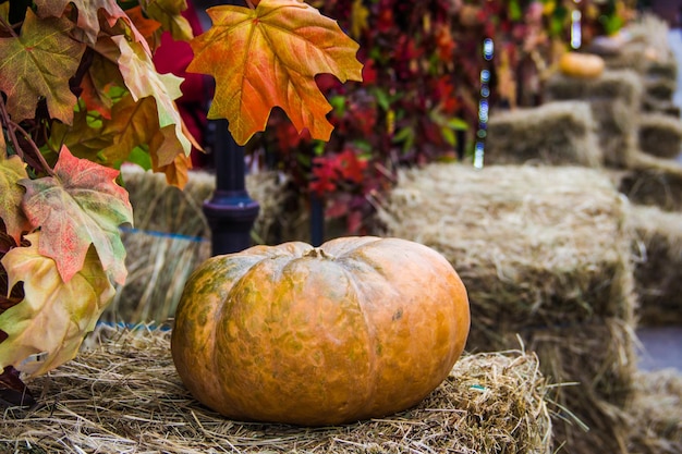 Pompoenclose-up op hooibergen Straatsteeg ingericht voor herfstmarkt met esdoorn kleurrijke bladeren