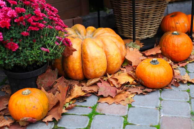 Pompoenen. decor voor het herfstseizoen