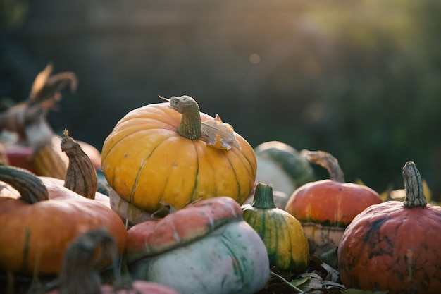 pompoenen in de herfst Thanksgiving-kaart