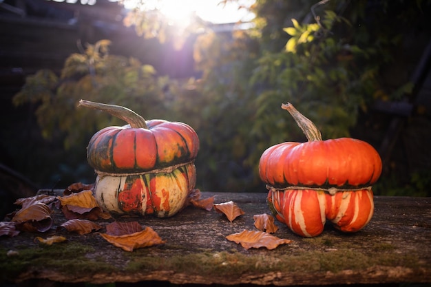 Pompoenen in de herfst Thanksgiving-kaart