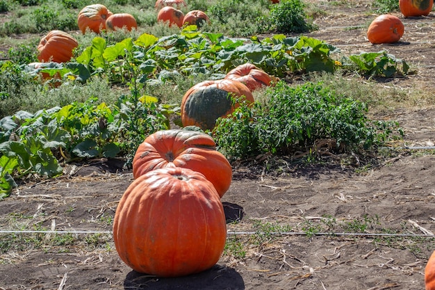 Pompoenen in een pompoenveld in de herfst op een boerderij