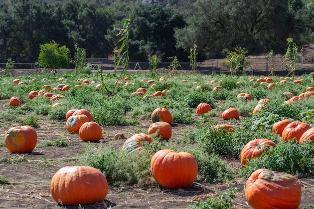 Pompoenen in een pompoenveld in de herfst op een boerderij