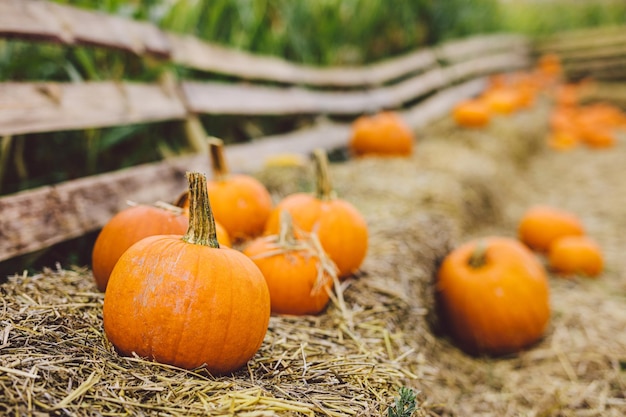 Pompoenen liggend op hooi op de boerderij Halloween en Thanksgiving