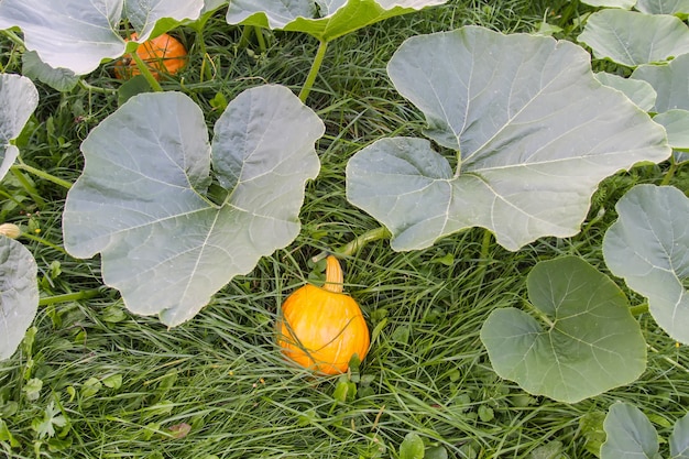 Pompoenen met grote bladeren die in een tuin groeien